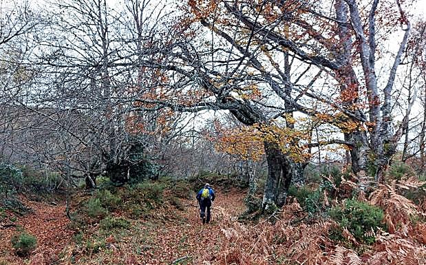 Camín Real por el bosque