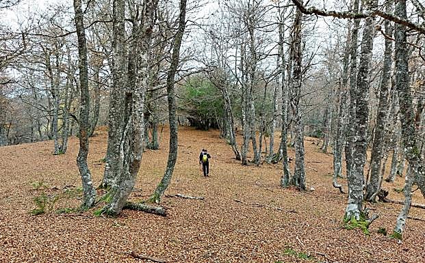 Último tramo de ruta por el monte La Puerca, un bosque amplio y acogedor