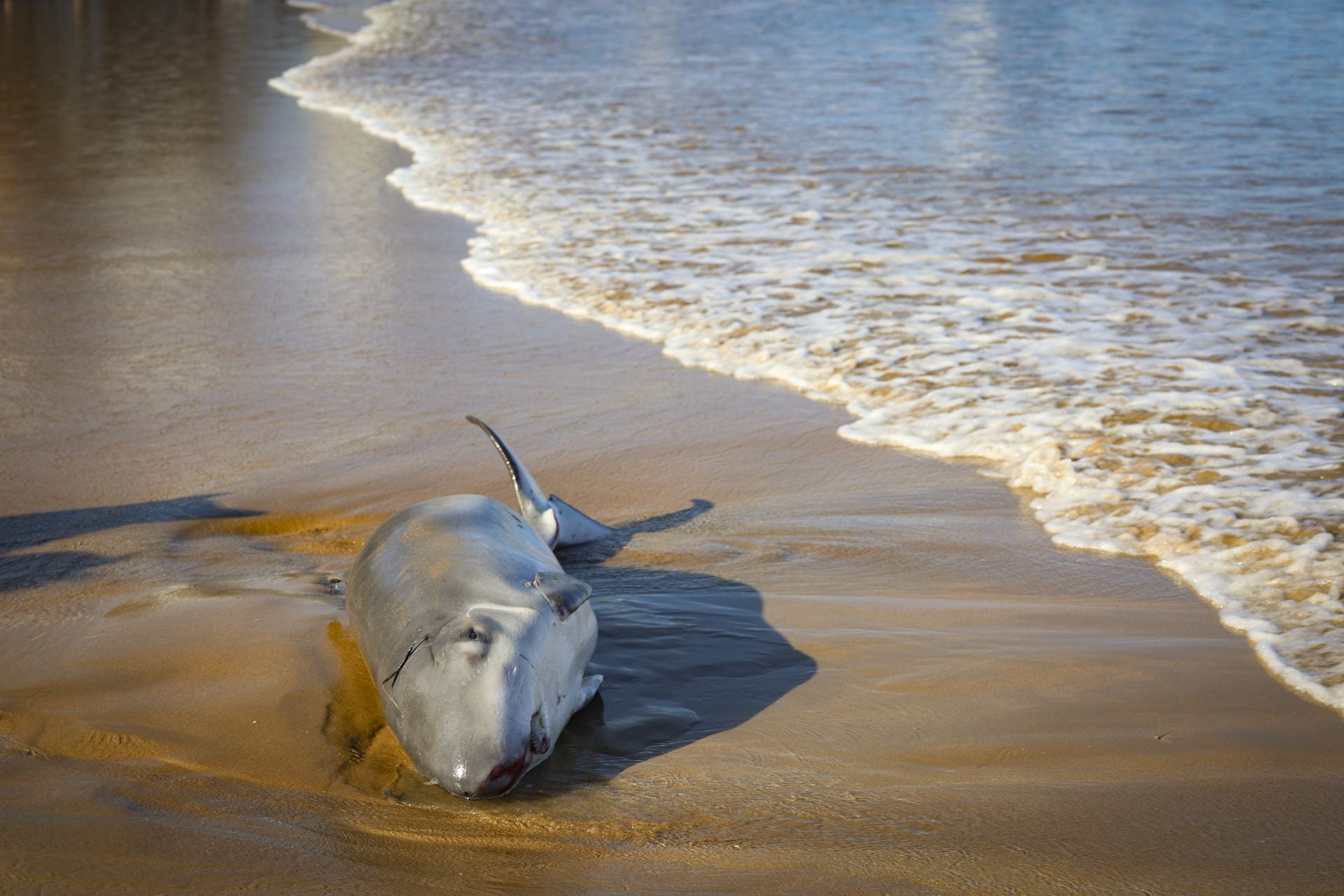 Las imágenes que deja la aparición de un cachalote pigmeo en Gijón