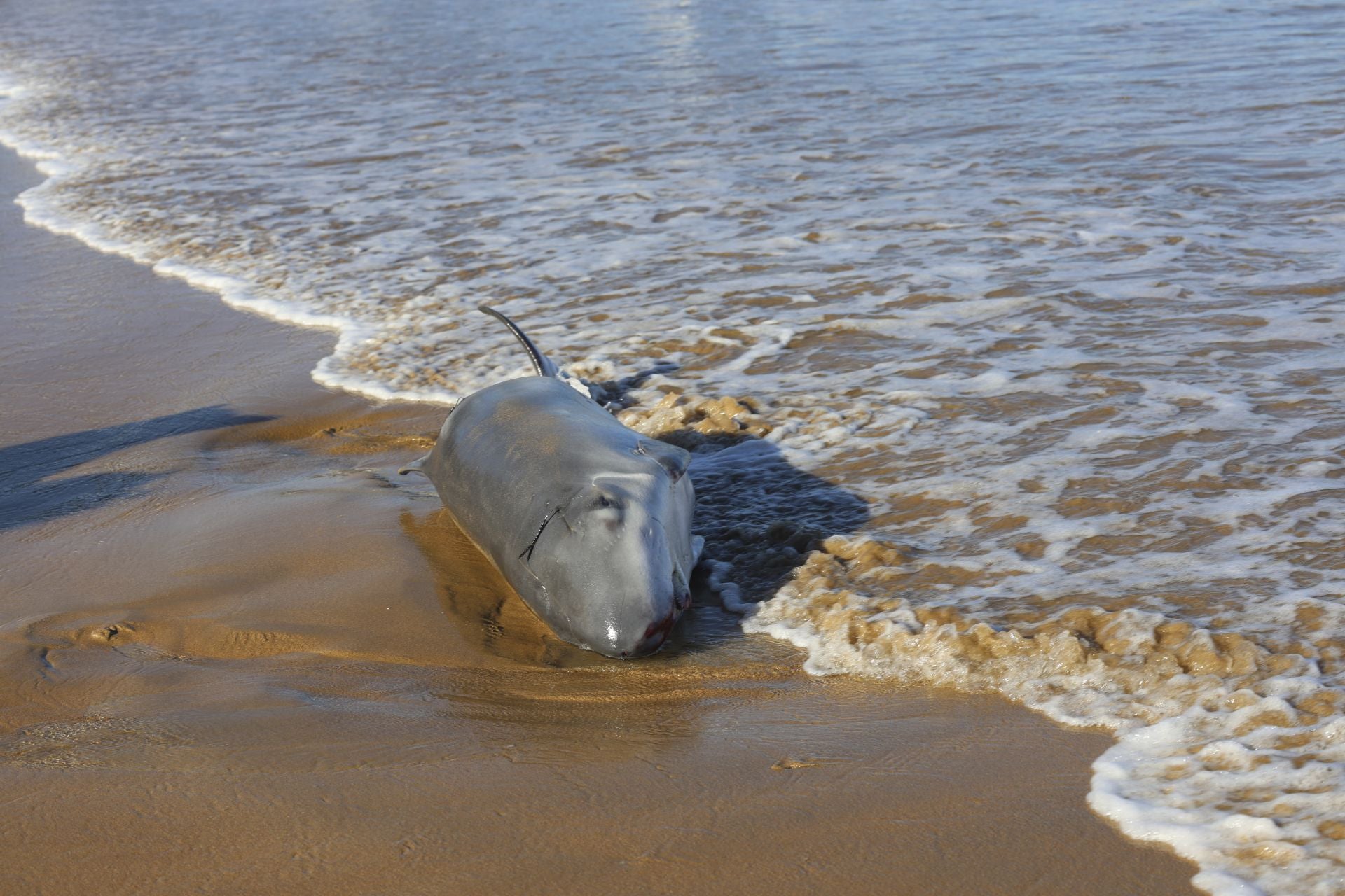 Las imágenes que deja la aparición de un cachalote pigmeo en Gijón
