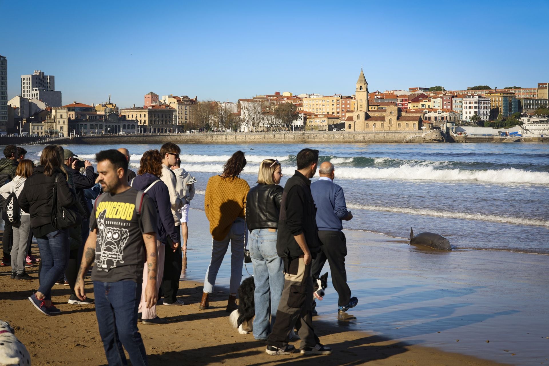 Las imágenes que deja la aparición de un cachalote pigmeo en Gijón