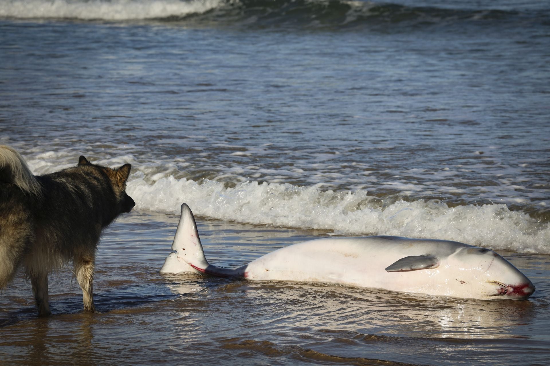 Las imágenes que deja la aparición de un cachalote pigmeo en Gijón