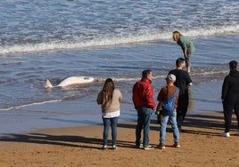 Las imágenes que deja la aparición de un cachalote pigmeo en Gijón