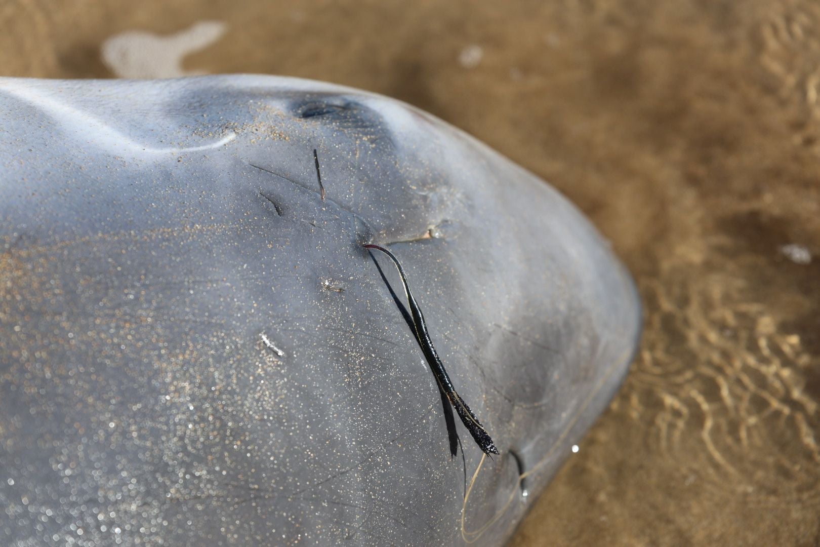 Las imágenes que deja la aparición de un cachalote pigmeo en Gijón