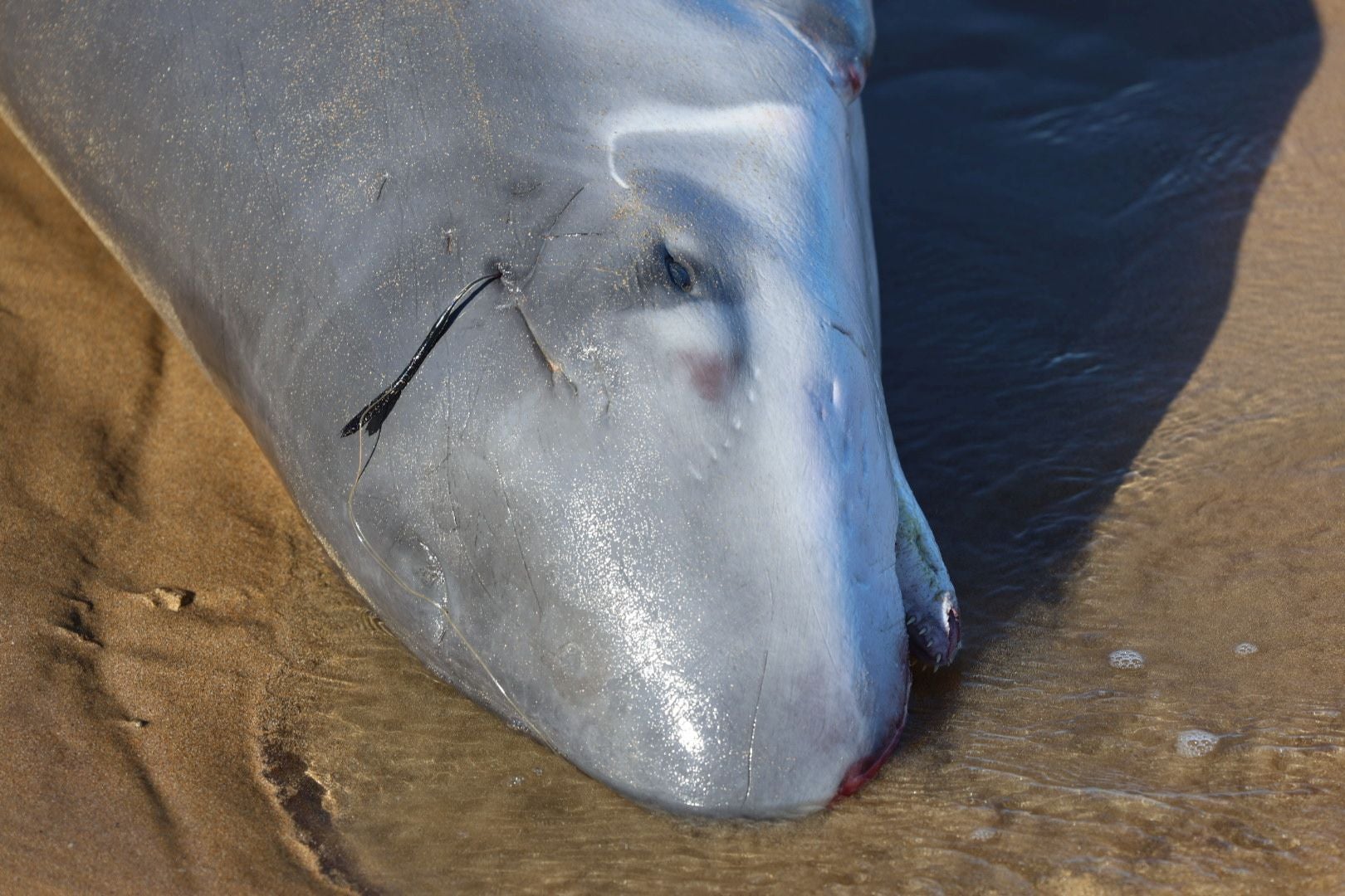 Las imágenes que deja la aparición de un cachalote pigmeo en Gijón