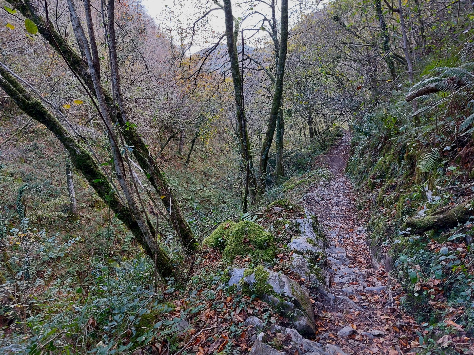 Sendero a través de la espesura de la Biescona