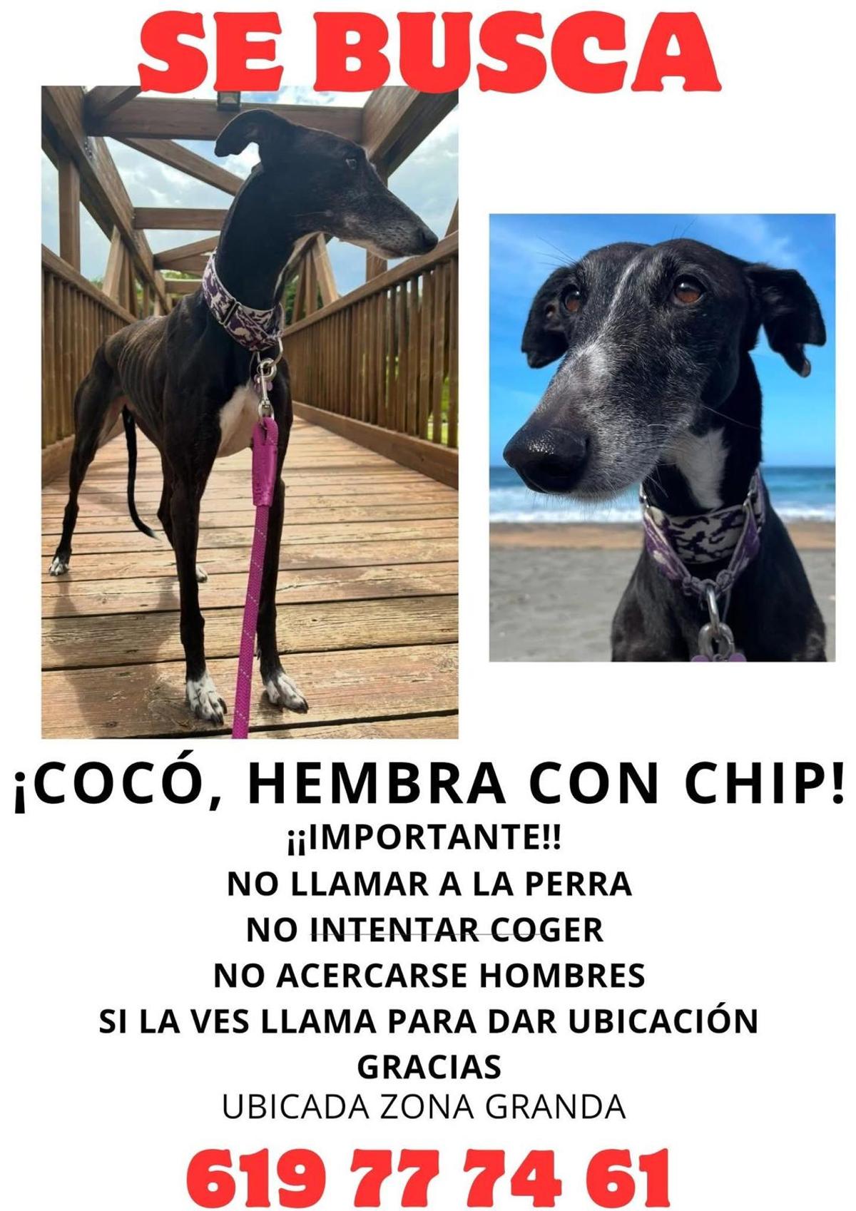 Buscan a una perra perdida en Gijón
