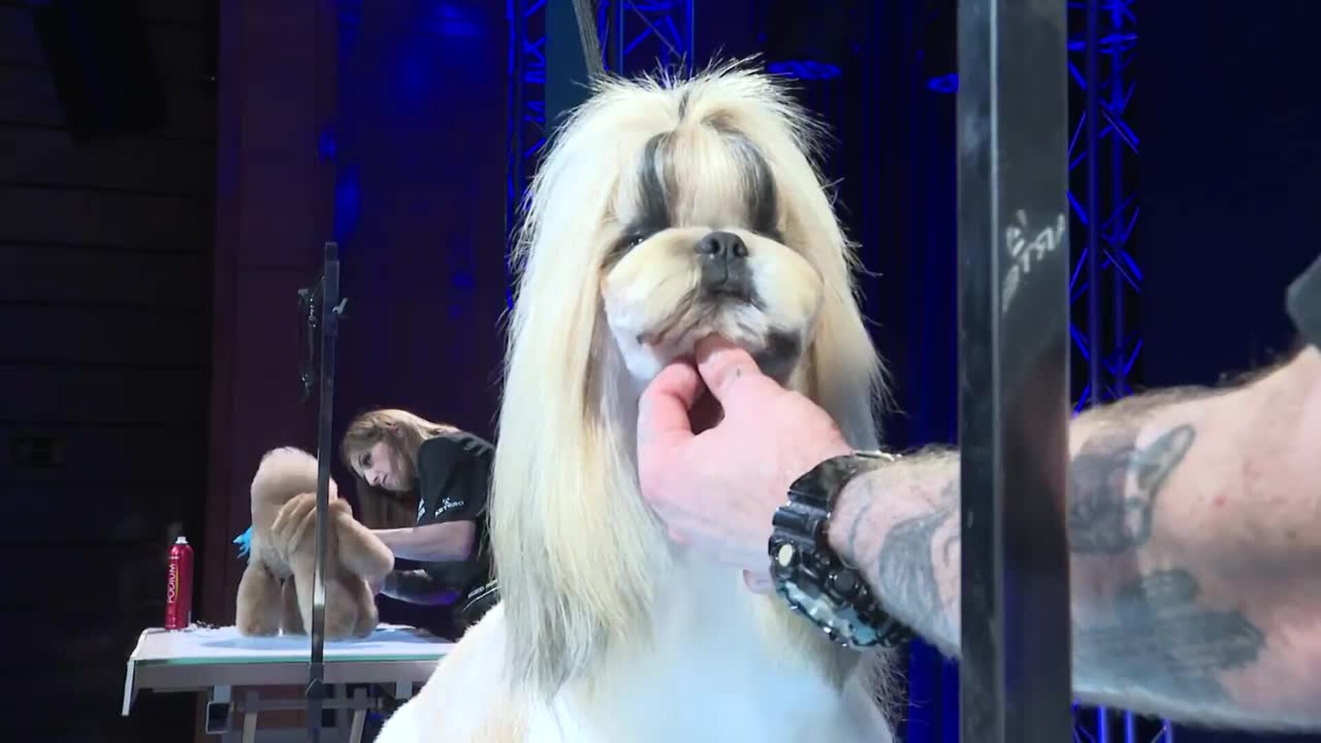Las Jornadas Artero ofrecen un espectáculo de peluquería canina en Madrid