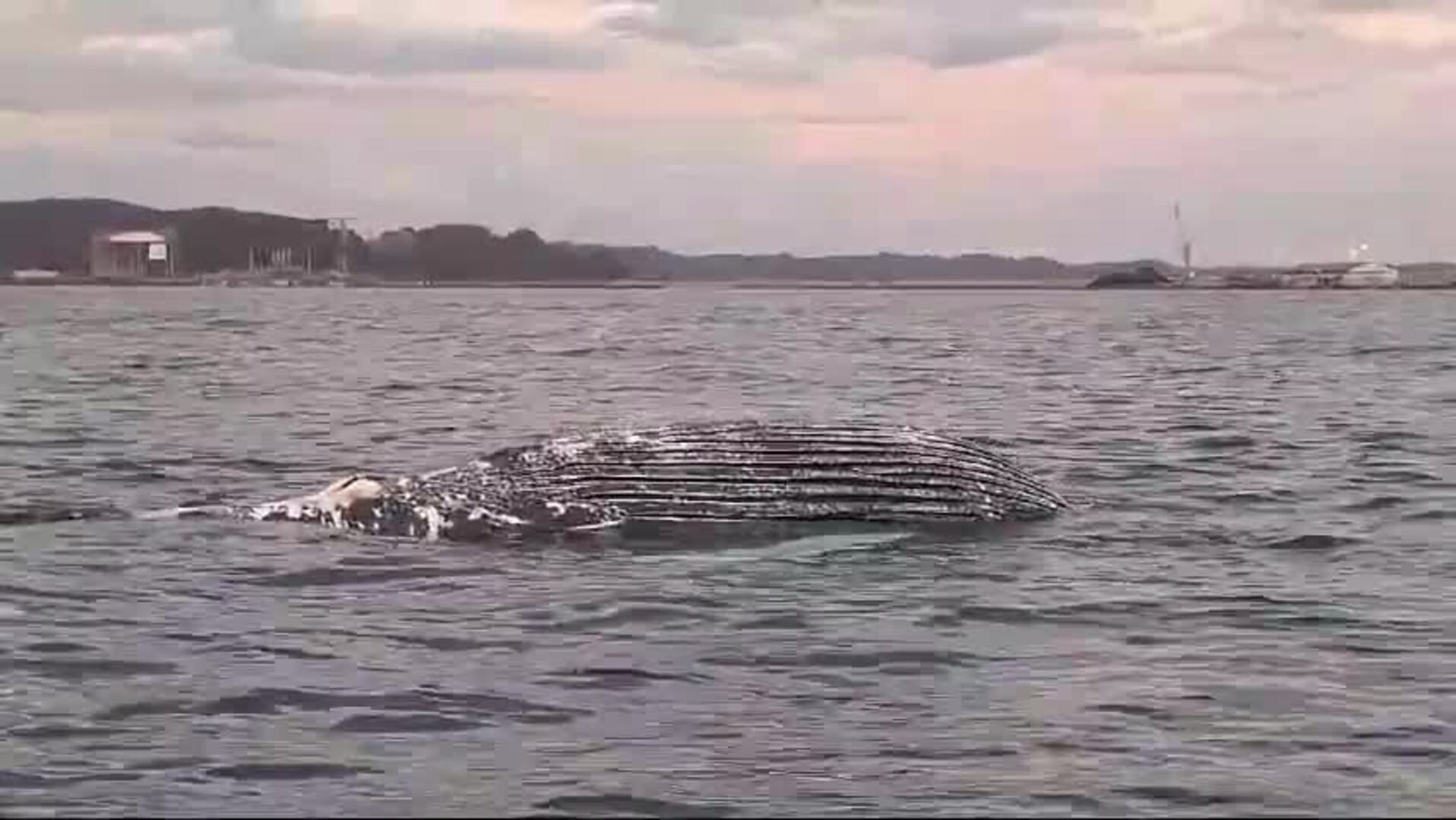 El cadáver de un cetáceo sorprende a un pescador en Gijón