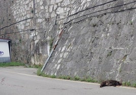 Un jabalí muerto en la última batida, junto al paseo marítimo de San Esteban.