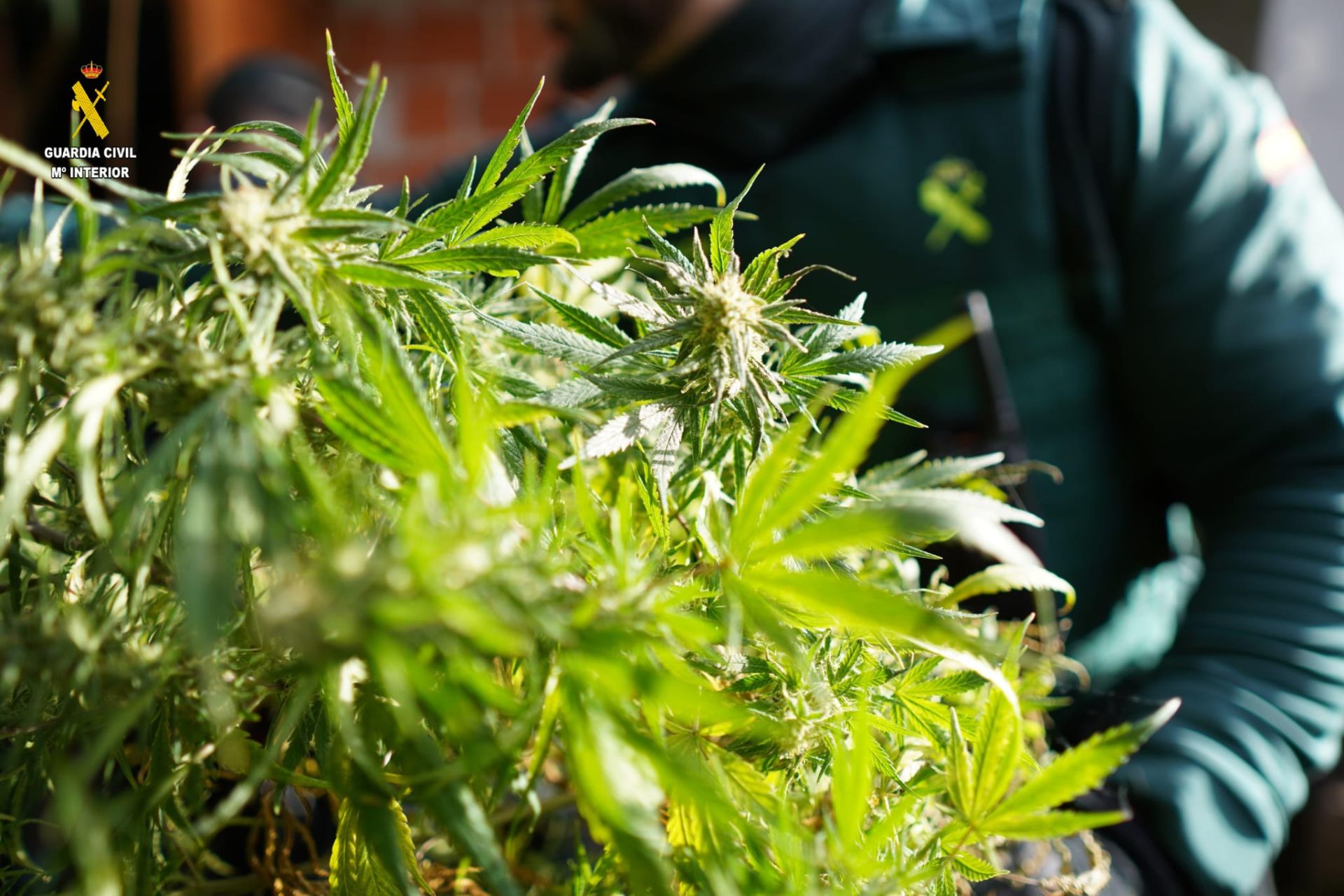 Imagen secundaria 1 - Los destellos de luz a través de una rendija, claves para acabar con una plantación de marihuana en Ribadesella