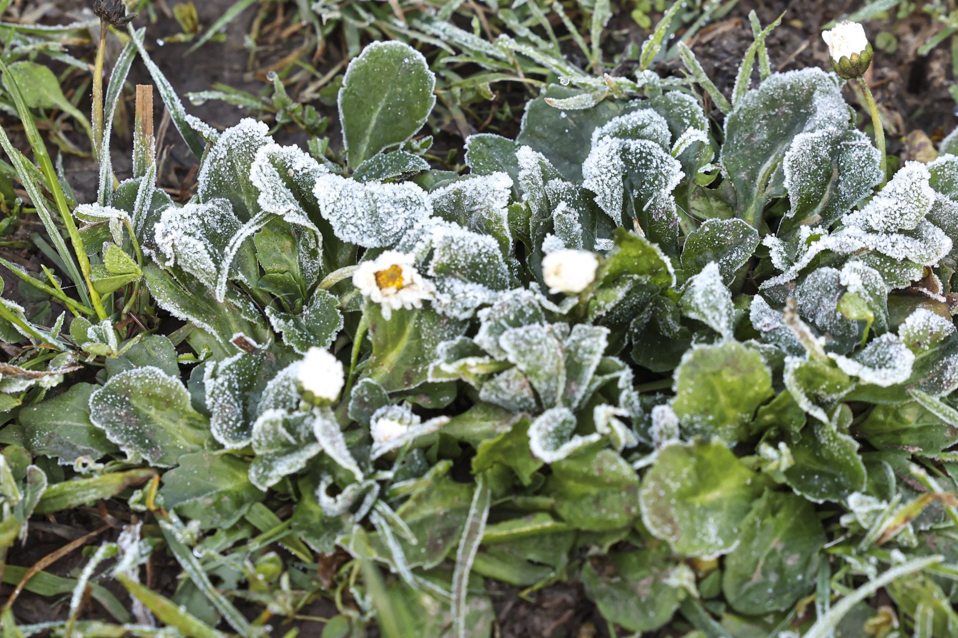 Asturias, bajo cero: el frío invernal llega a la región