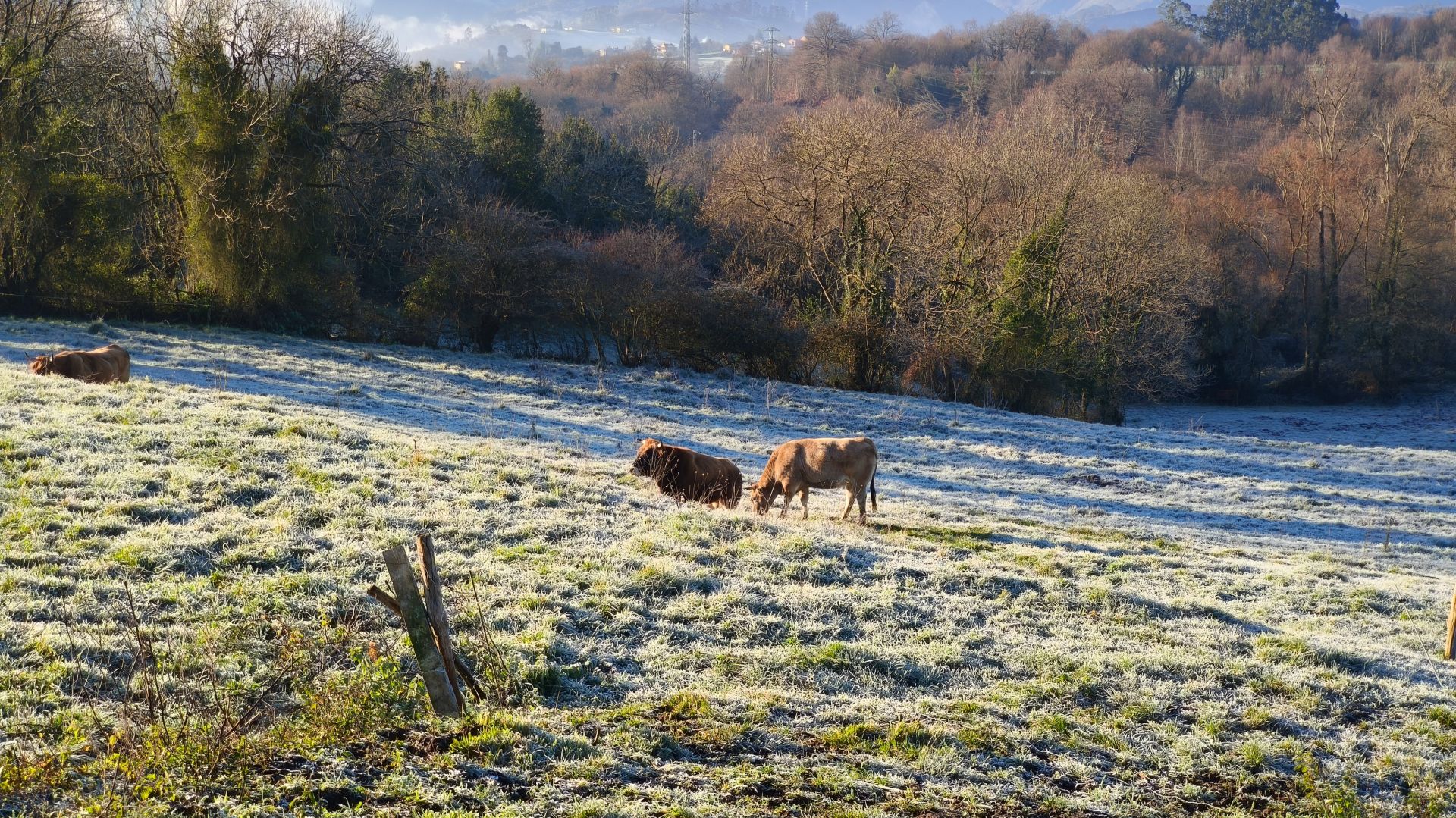 Asturias, bajo cero: el frío invernal llega a la región