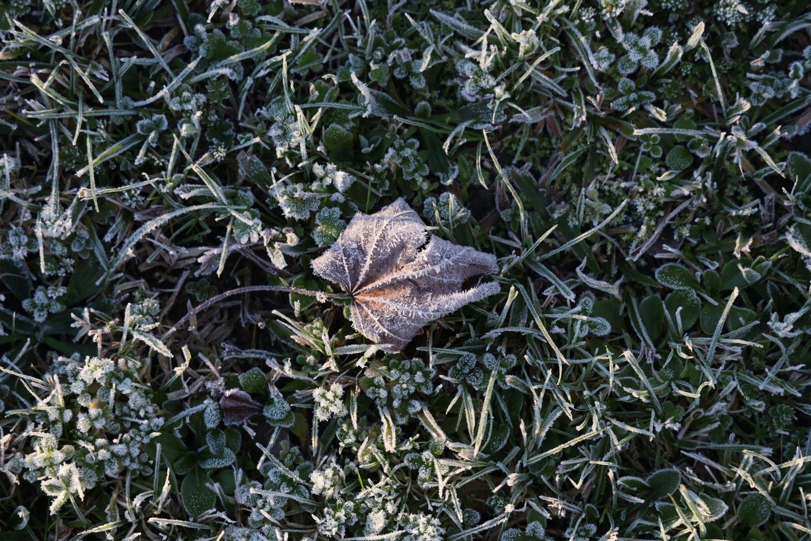 Frío en Asturias: la escarcha y temperaturas bajo cero pintan el paisaje de blanco