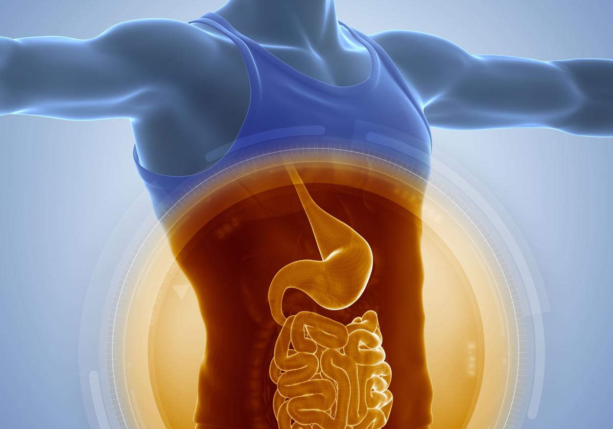 Esto es lo que los microbios intestinales hacen para controlar la grasa corporal y el colesterol