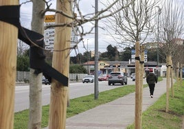 Ya se han plantado nuevos árboles en la avenida de Gijón de Avilés.