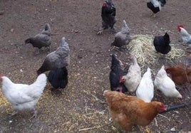 Gallinas en una explotación avícola.