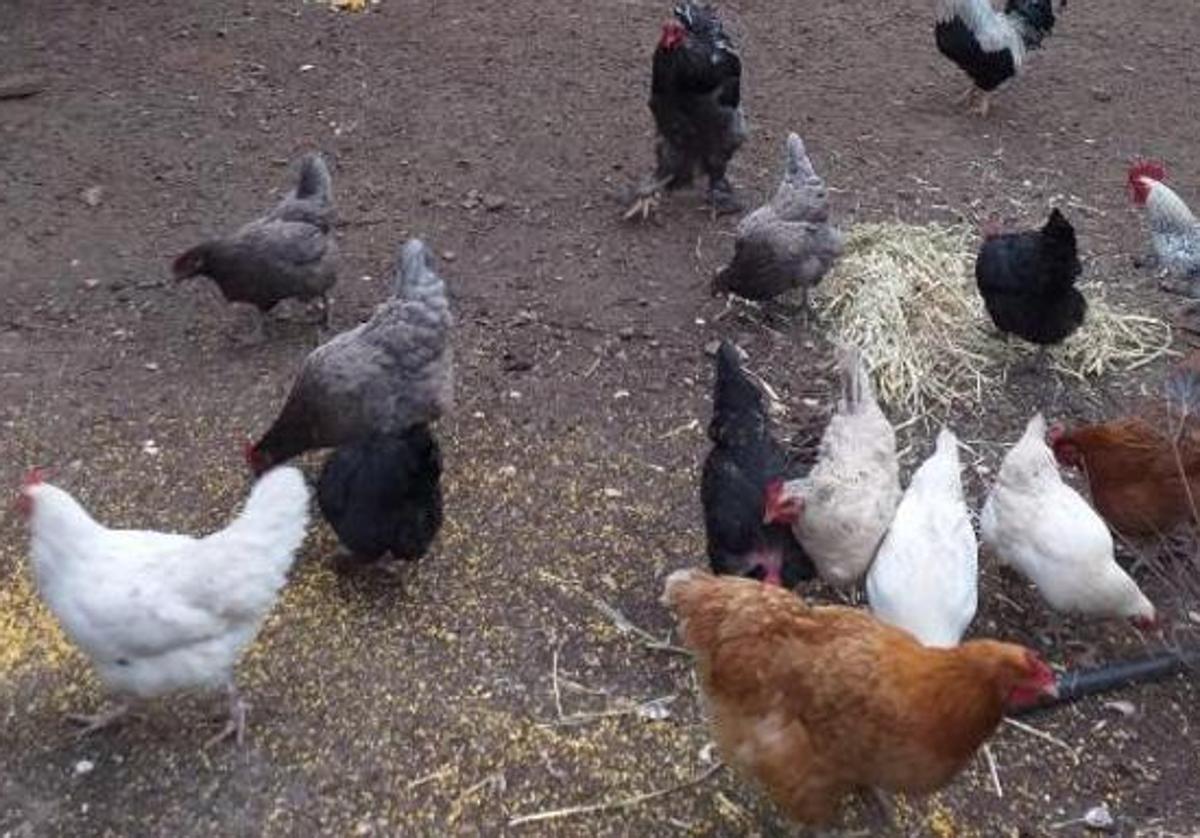 El alto riesgo por la gripe aviar obliga a encerrar a las aves de corral