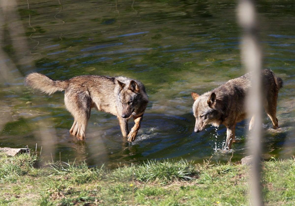 Unos lobos se refrescan en el río, en el cercado de la Casa del Lobo de Belmonte.