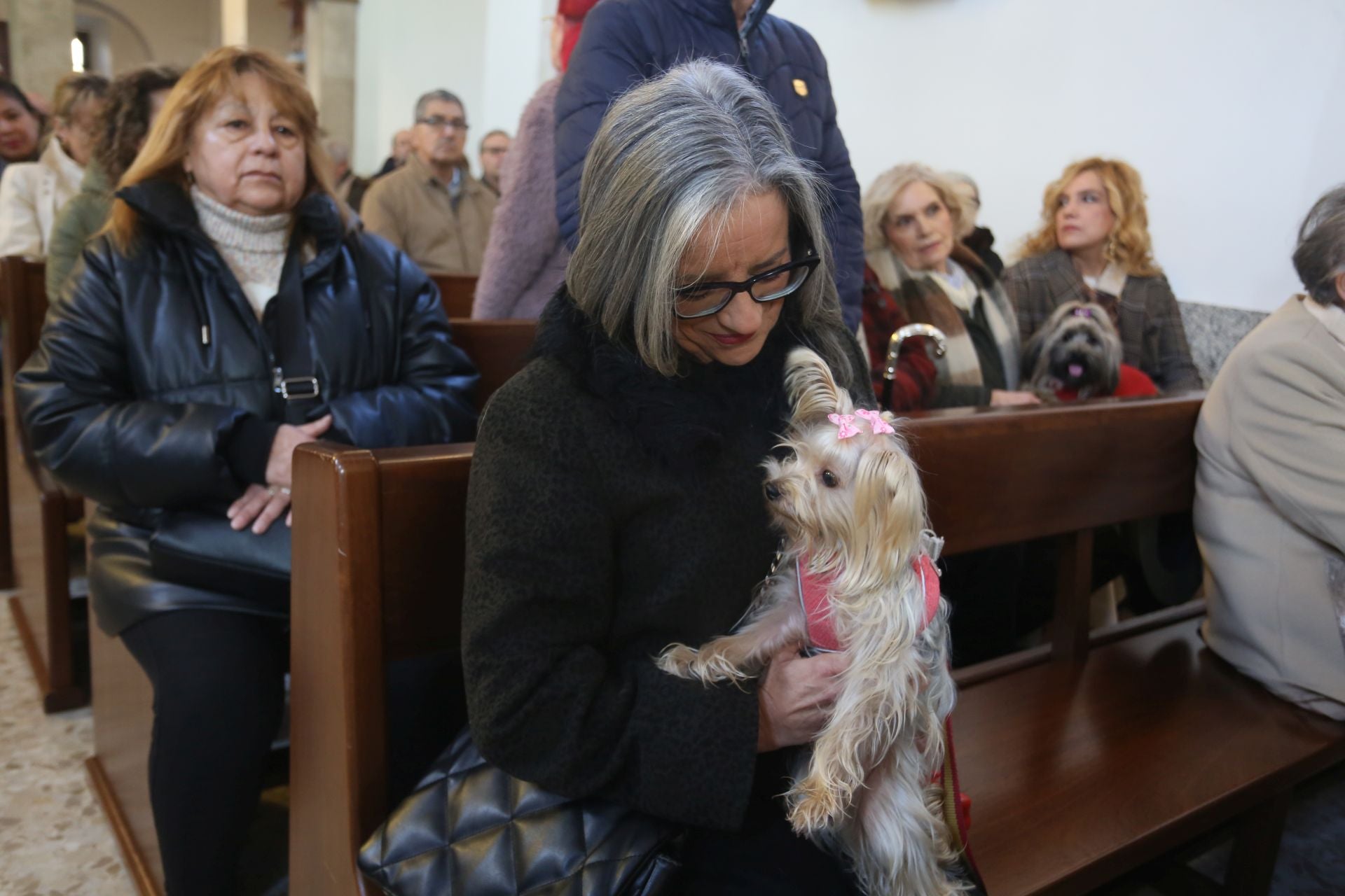 San Antón en Lugones: perros, gatos, conejos, hámsteres y periquitos reciben su bendición