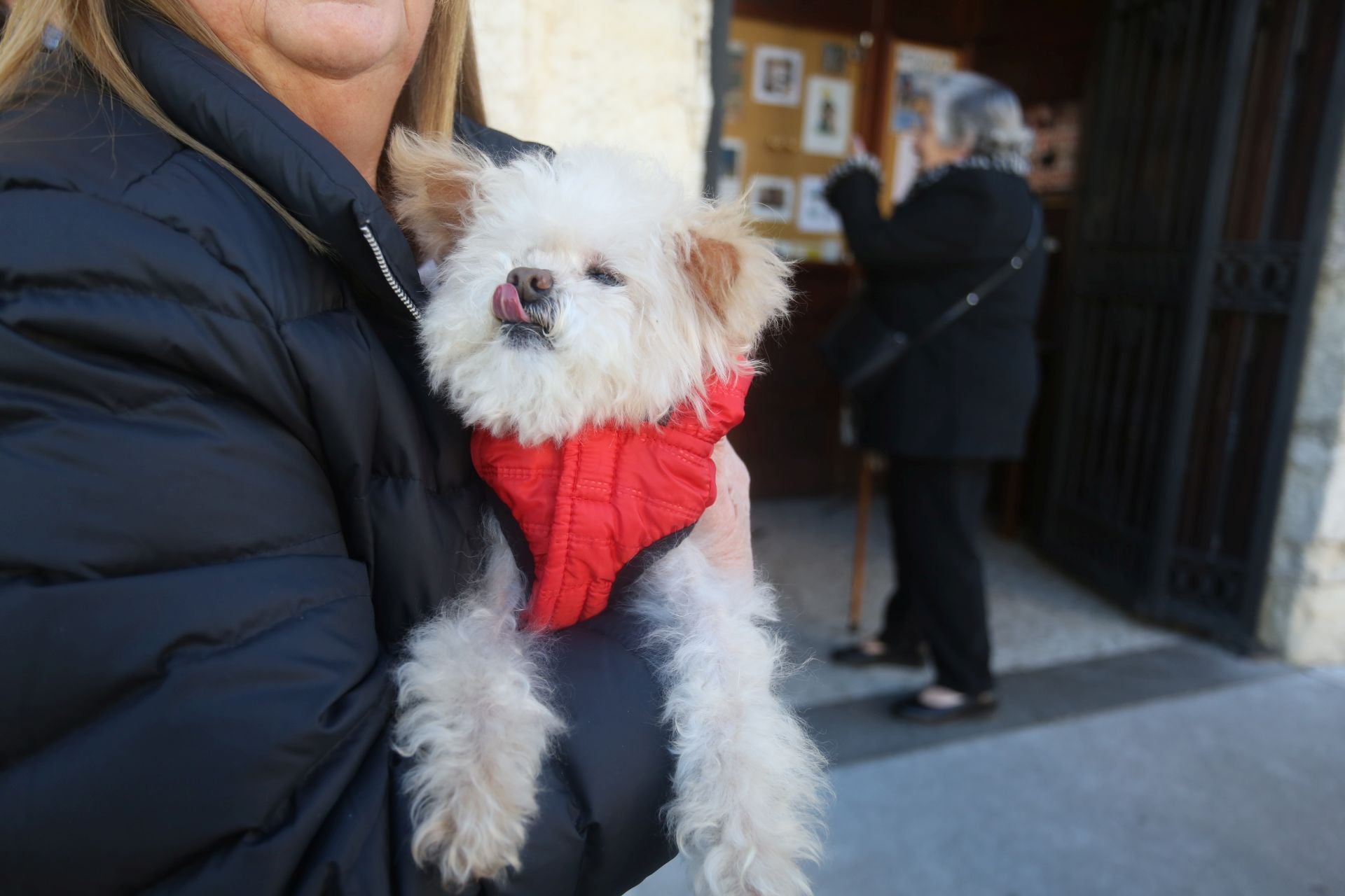 San Antón en Lugones: perros, gatos, conejos, hámsteres y periquitos reciben su bendición