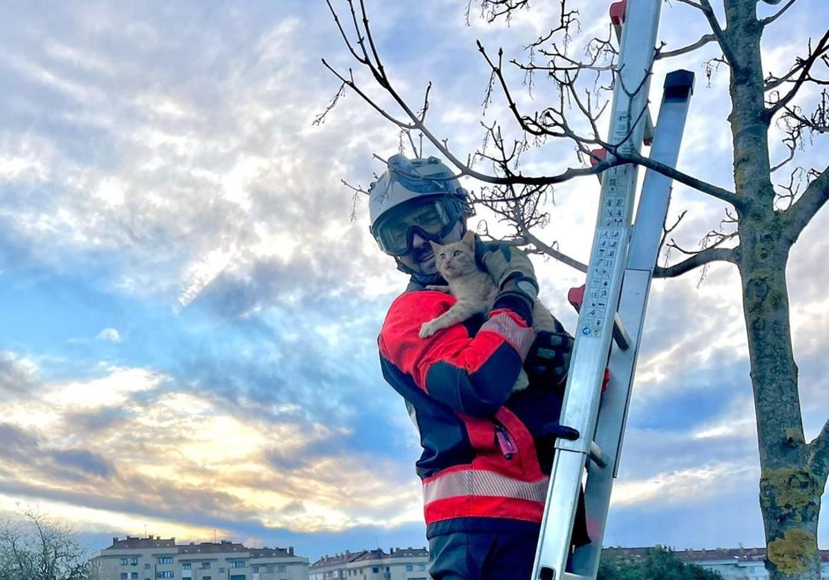Final feliz para un pequeño gato atrapado en un árbol del parque de Los Pericones en Gijón