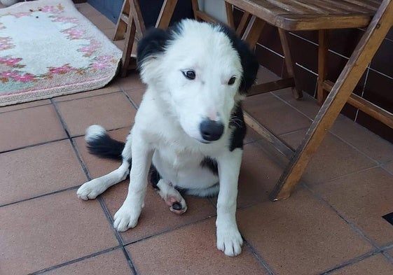 El perro abandonado en Soto del Barco.