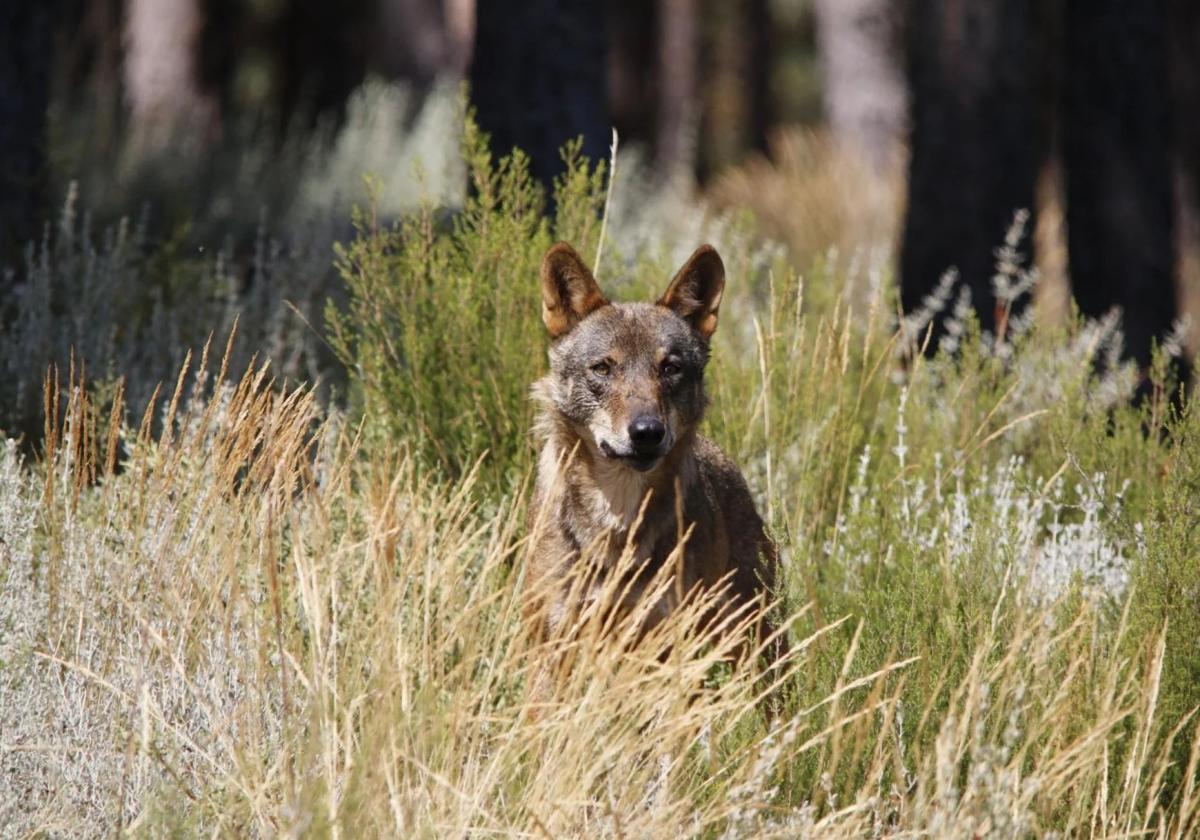 Un lobo.