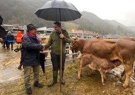 Ángel Rodríguez, de Pereda, vende una vaca madre de primer parto a otro ganadero de Grado.