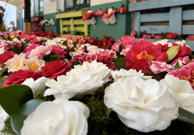 Ejemplares expuestos en la muestra de camelias de Luarca.