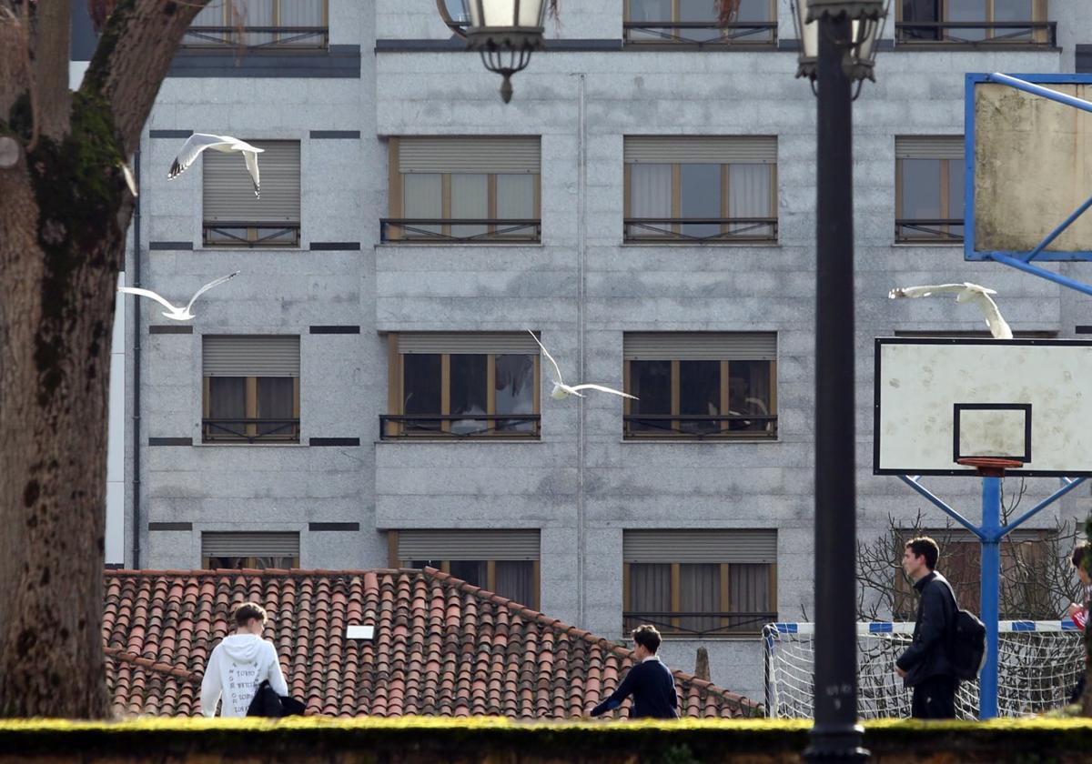 Las gaviotas se han asentado en zonas urbanas de Oviedo.