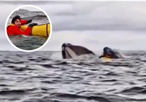El impactante momento en el que una ballena traga y escupe a un joven que navegaba en Kayak