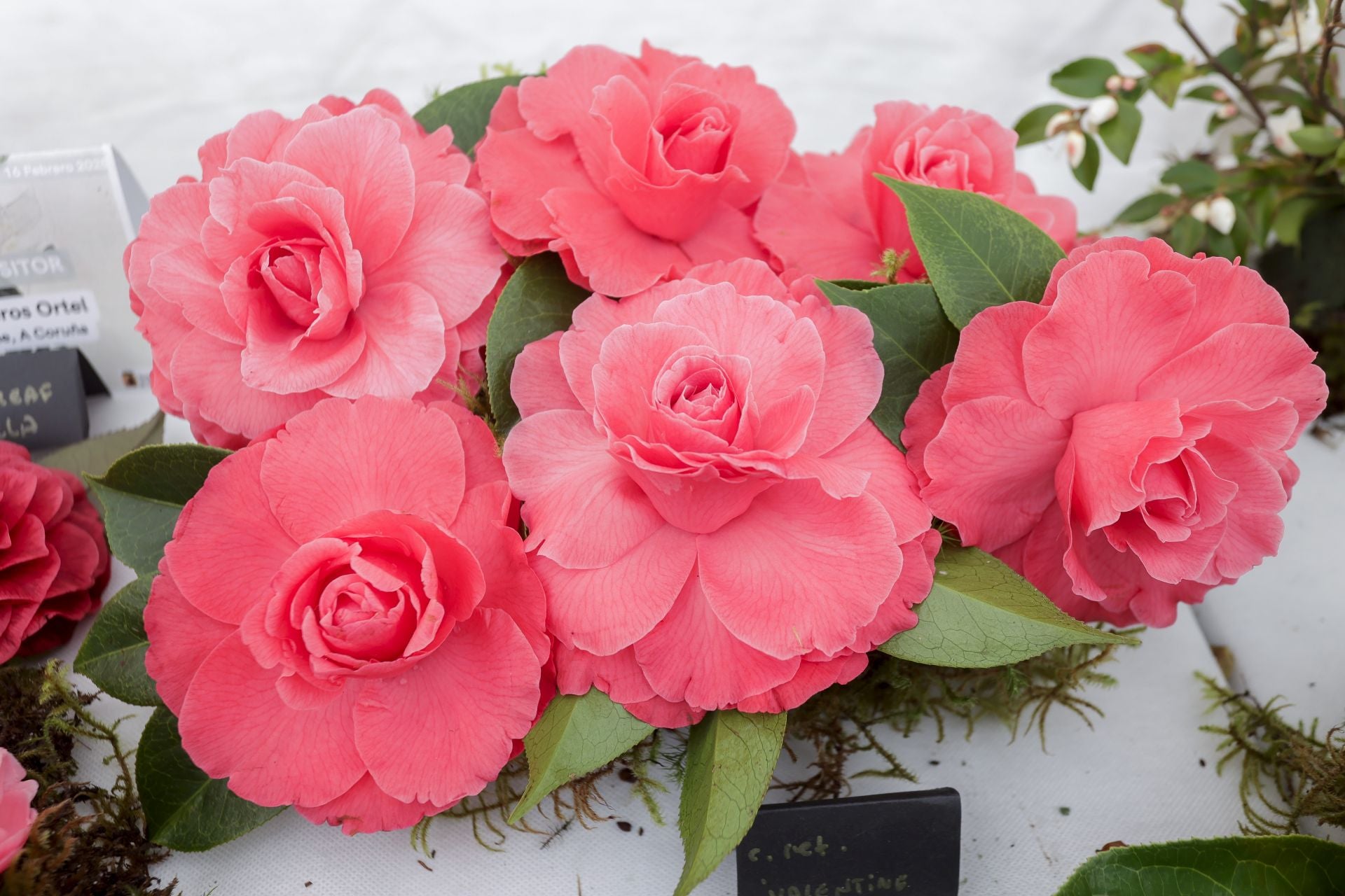 Luarca, paraíso de las camelias