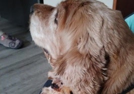 Bamba sufrió varios mordiscos en su oreja en el ataque de dos perros el pasado mes de enero en Santa Bárbara