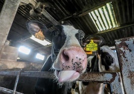 Vacunación del ganado contra la lengua azul en Asturias: habilitan un teléfono para pedir cita