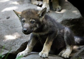 Un cachorro de lobo, en una foto de archivo.
