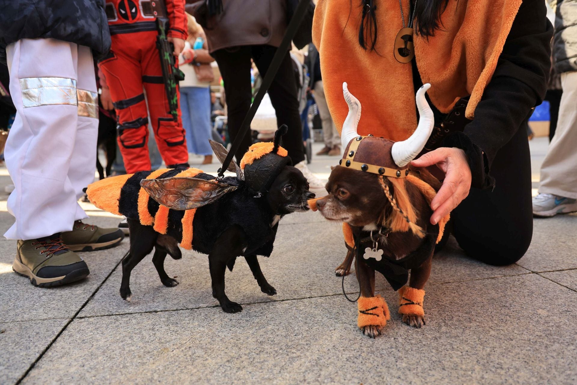 Las mascotas se van de Antroxu en Avilés