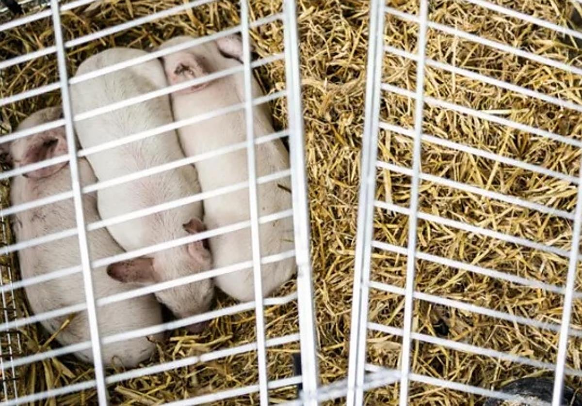 Los cerdos en la exposición en la que iban a morir de hambre.