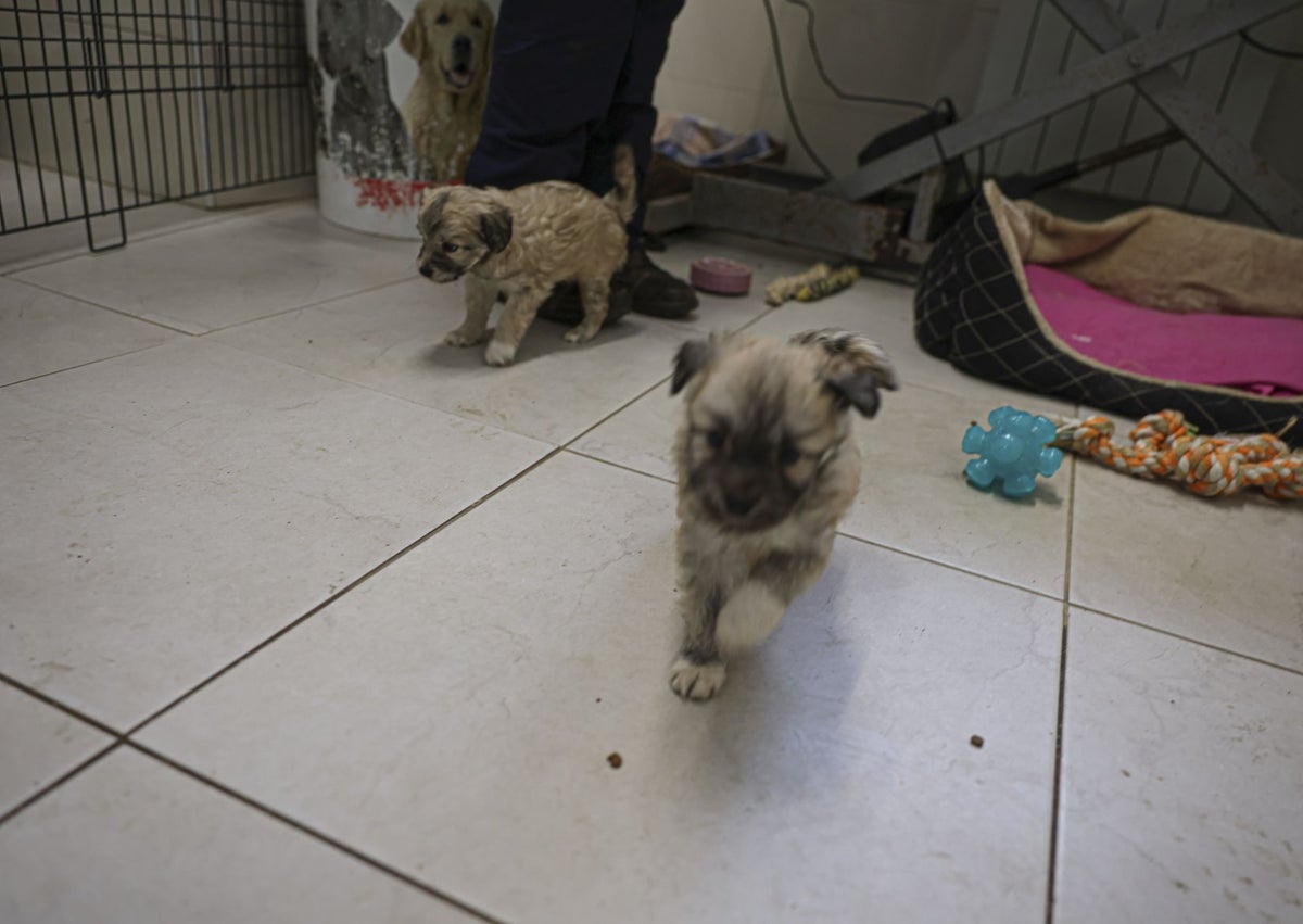 Imagen secundaria 1 - Los perros rescatados ya están siendo examinados en el centro de la Protectora.