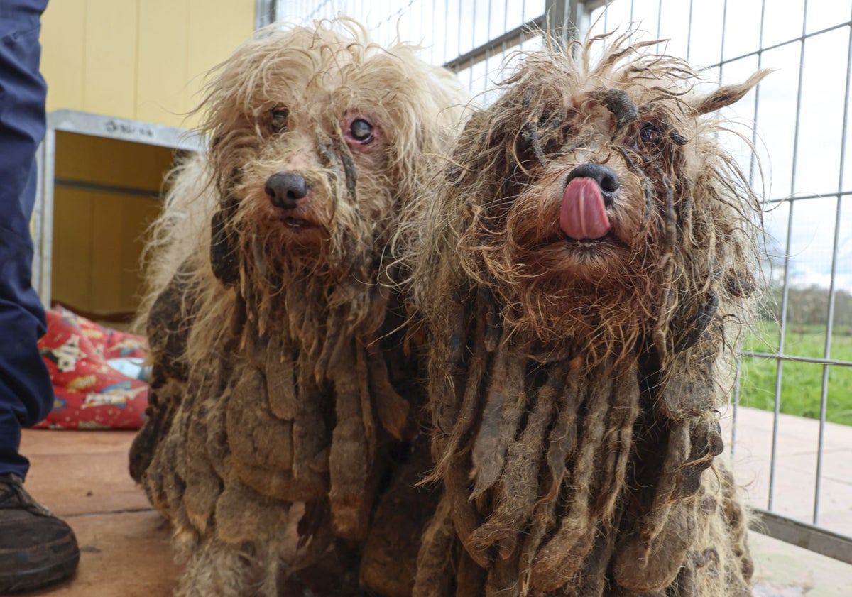Imagen principal - Los perros rescatados ya están siendo examinados en el centro de la Protectora.