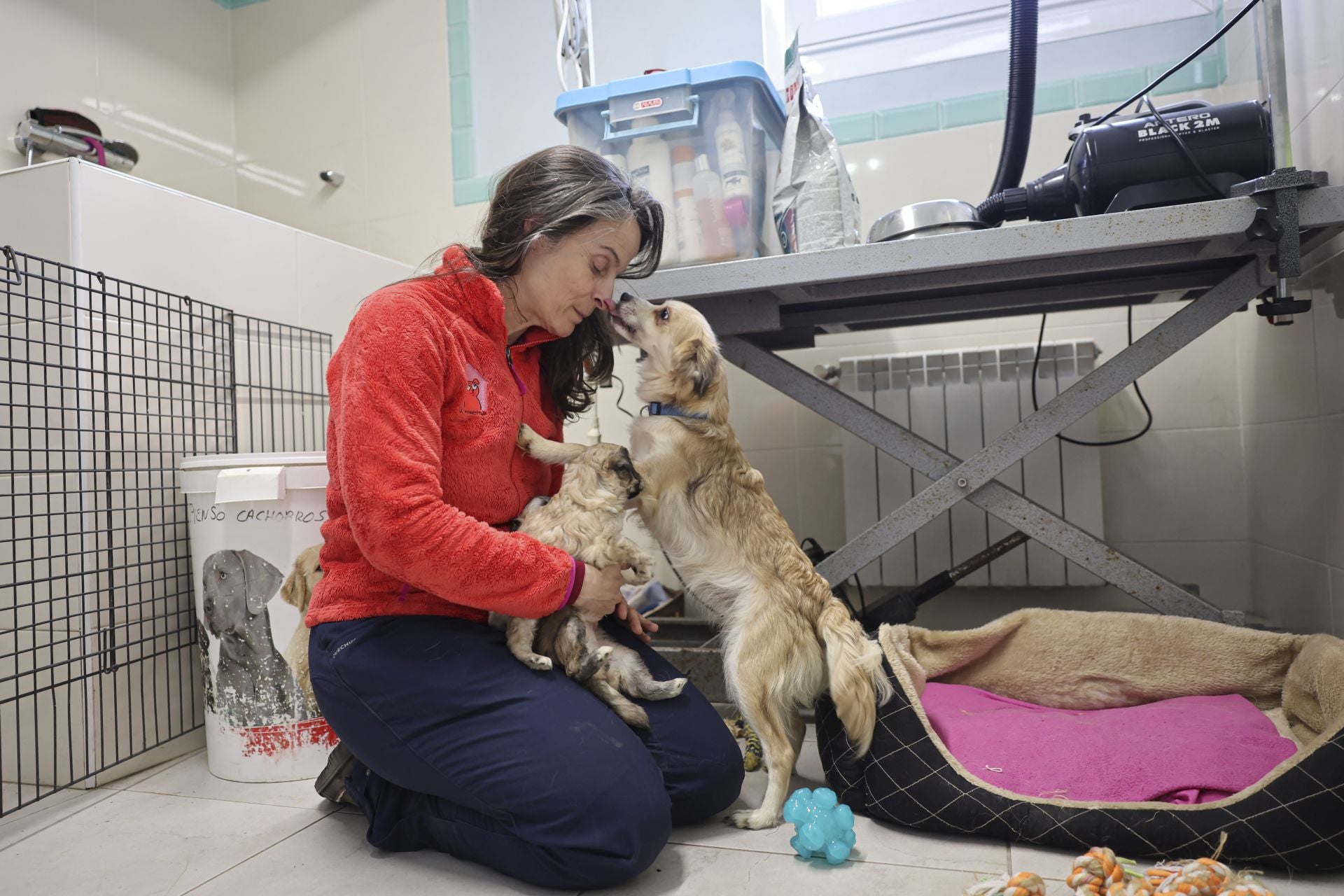 Los perrros se encuentran ya a salvo en el centro que la Fundación Protectora de Animales del Principado tiene en Siero.