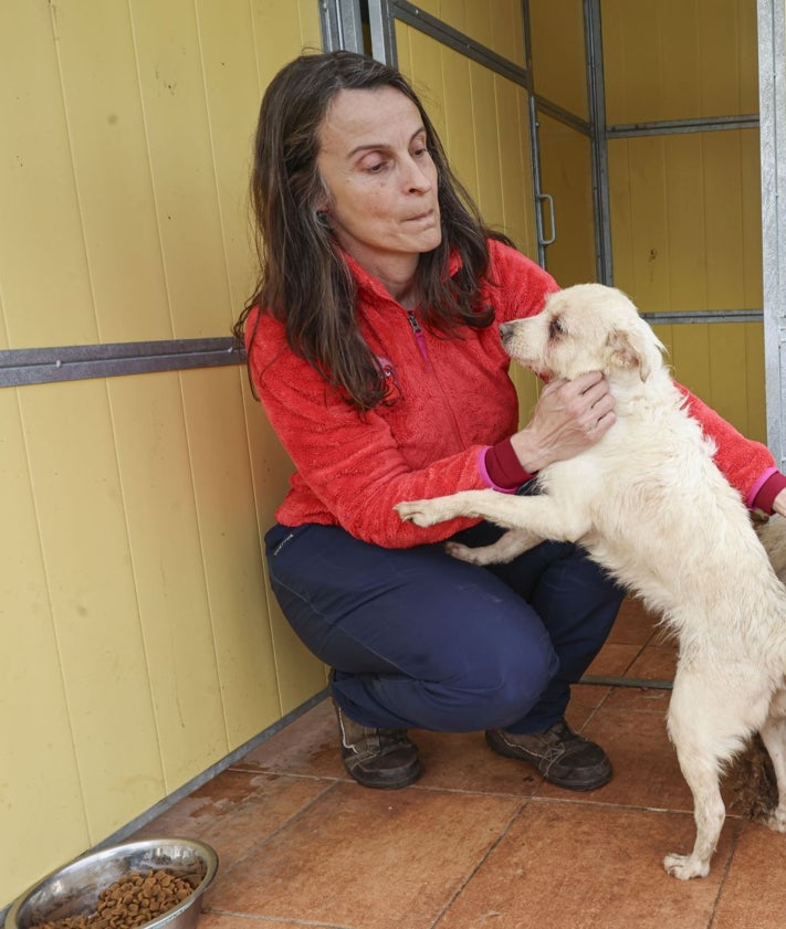 Imagen secundaria 2 - Los perros rescatados ya están siendo examinados en el centro de la Protectora.