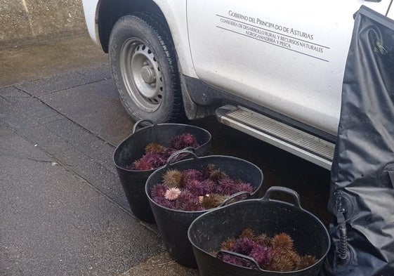 Sorprenden a tres furtivos con 30 kilos de oricios en la playa de Cadavedo