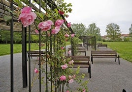 Rosaleda en flor en el Parque Fluvial de Gijón.