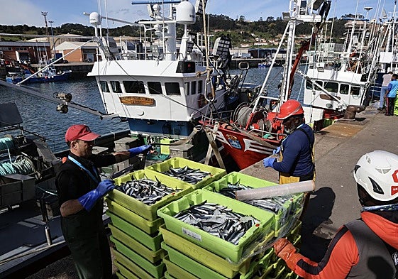 Descarga de la primera bocartada de la temporada en el Puerto de Gijón.