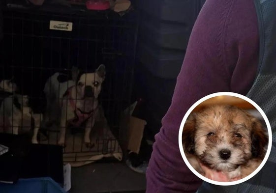 En grande, dos de los perros incautados por la Guardia Civil a E. K. En el círculo, 'Pepe', el cachorro que adoptó Nieves Ibáñez y que falleció poco después de que llegase a su casa.