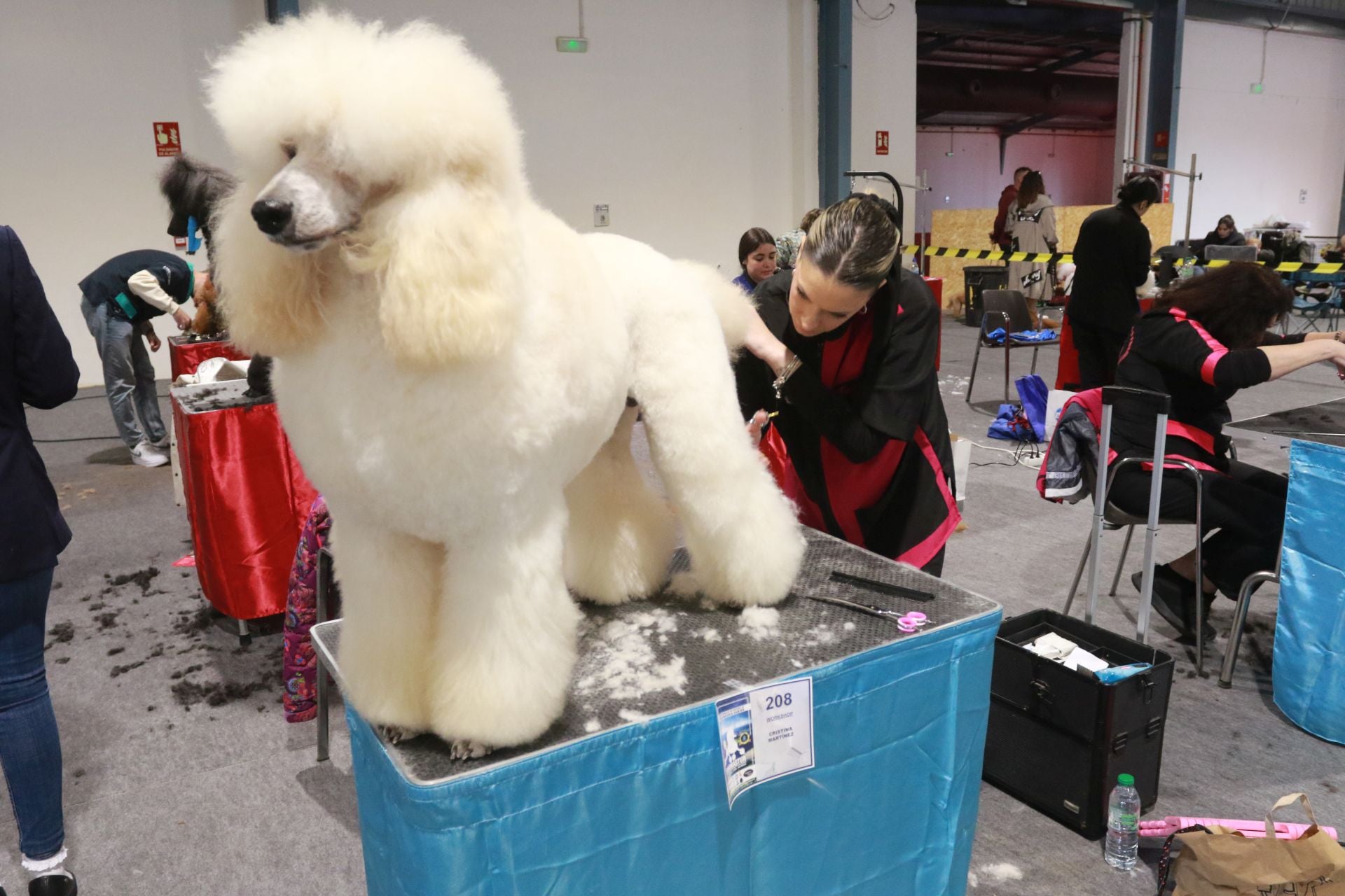 Espacio Mascotas en Gijón, donde los animales son los reyes