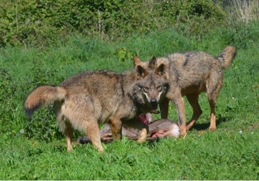 El lobo pierde la protección del Lespre: ¿quién y cómo lo puede eliminar?