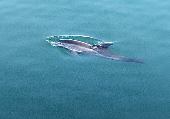 Gran expectación en Gijón por un delfín nadando en el Muelle