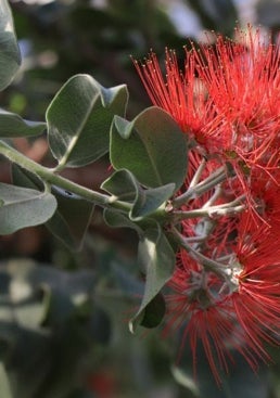 Imagen - En las navidades de 2028/29 veremos esta flor en los 'metrosideros'.